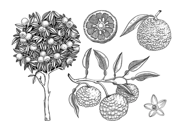  Sketched yuzu tree illustration. Hand drawn set of citrus fruit, leaves, branches and flowers in engraving style. Asian citron botanical drawings set. Decorative exotic  plant sketches collection